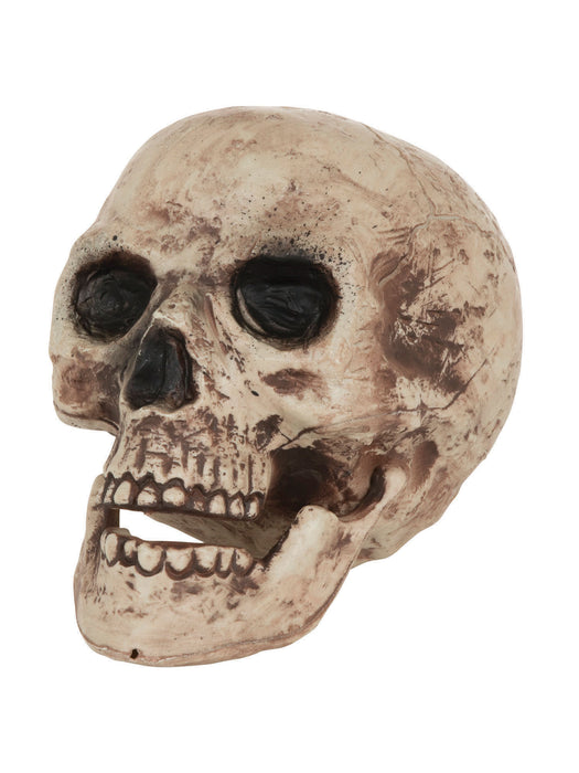 Plastic Skull Prop