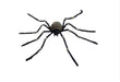 Jumbo Fury Spider Prop (Striped) The Ultimate Balloon And Party Shop Cheltenham & Gloucester Balloons & Fancy Dress 