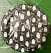 Halloween “Boo” Plates - 20pk The Ultimate Balloon And Party Shop Cheltenham & Gloucester Balloons & Fancy Dress 